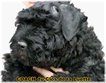 bouvier des flandres photo chiot - Elevage Clos Luette -  COPYRIGHT DEPOSE